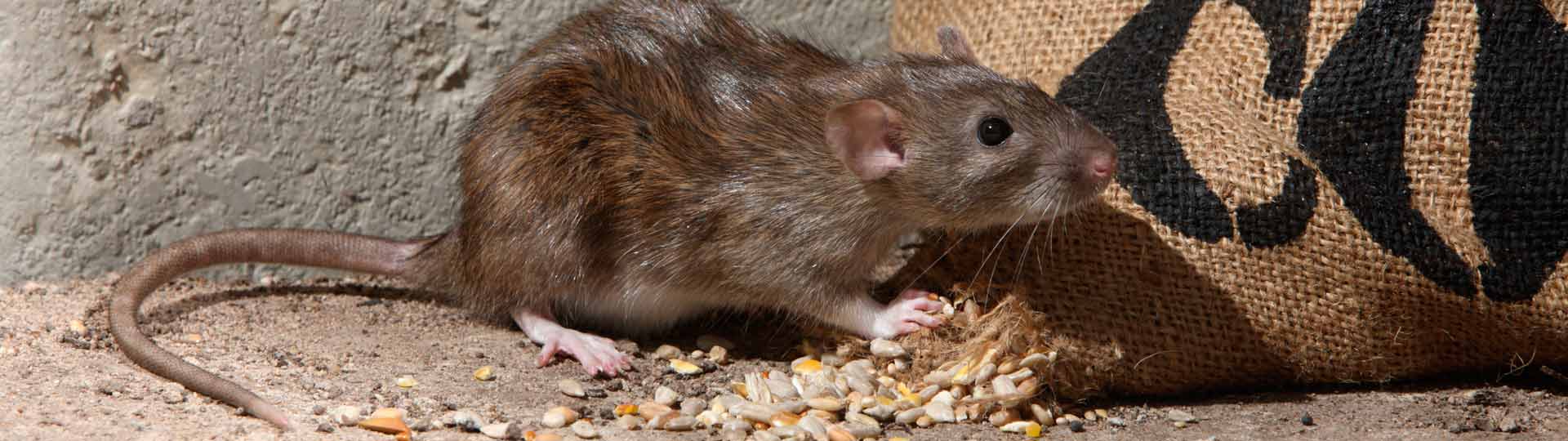 Rodent Control  Toledo Lucas County Health Department
